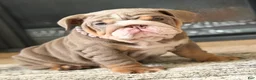English Bulldog dogs for sale: Maple  - Ad 1