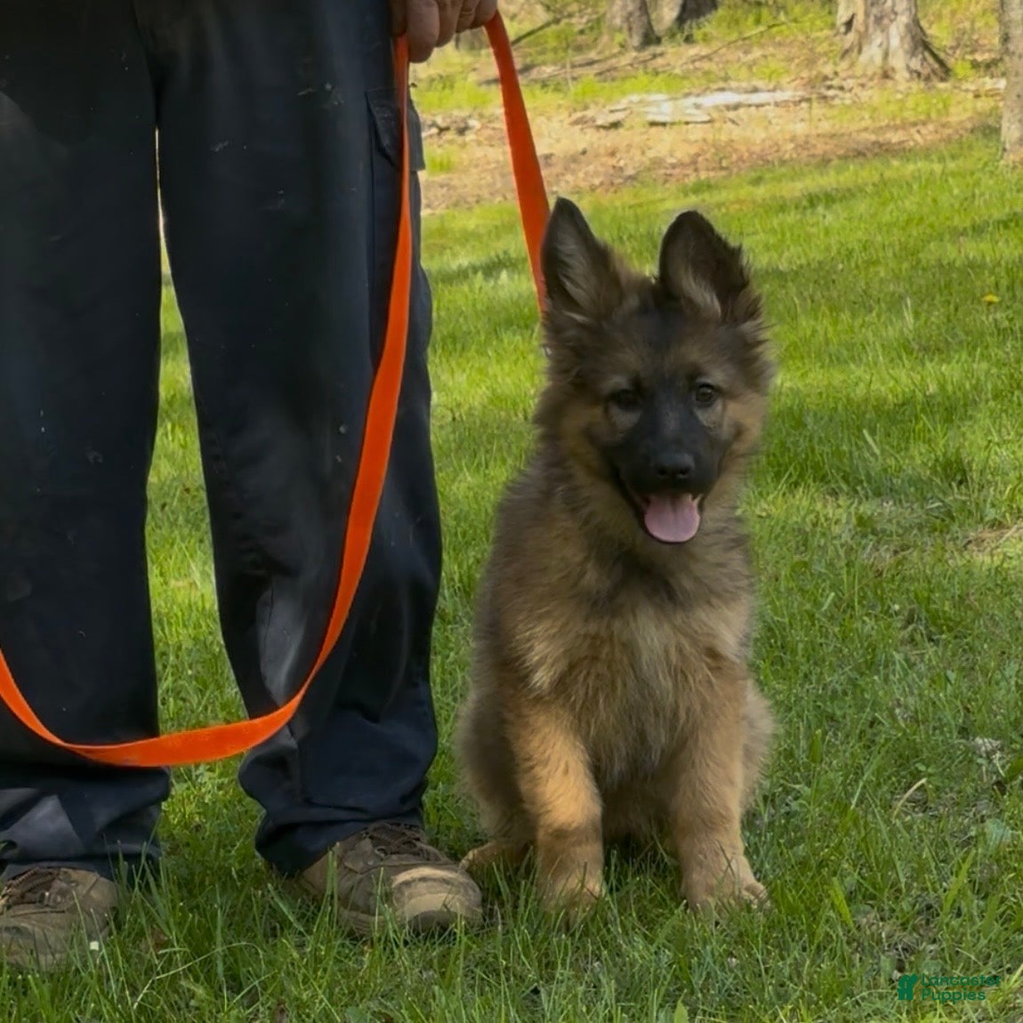German Shepherd dogs THALIA - Ad 1