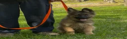 German Shepherd dogs for sale: THALIA - Ad 1