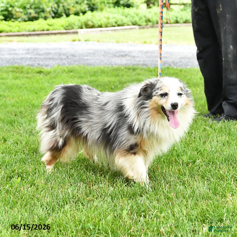 Miniature Australian Shepherd dogs Fletcher - Ad 1