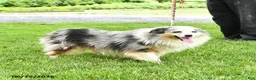 Miniature Australian Shepherd dogs for sale: Fletcher - Ad 1