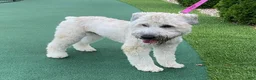 Soft Coated Wheaten Terrier dogs for sale: Soft Coated Wheaten Terrier 3 - Ad 3