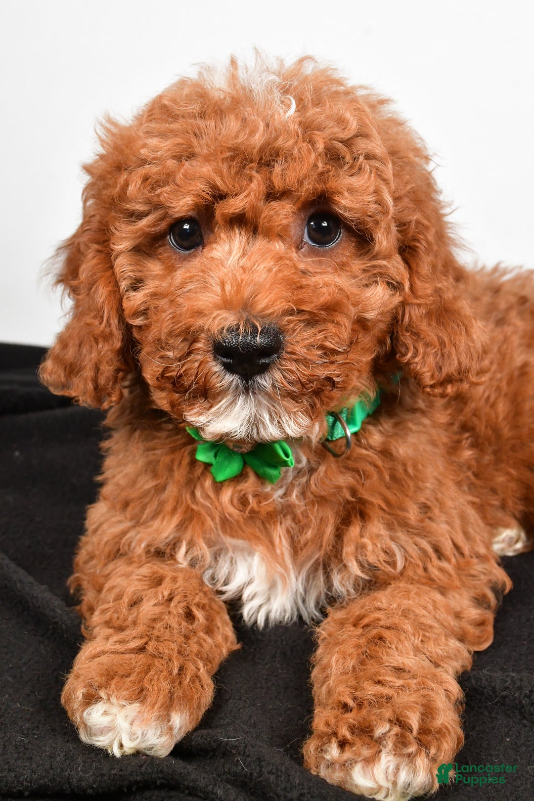 Cavapoo dogs for sale: Shadow - Ad 6