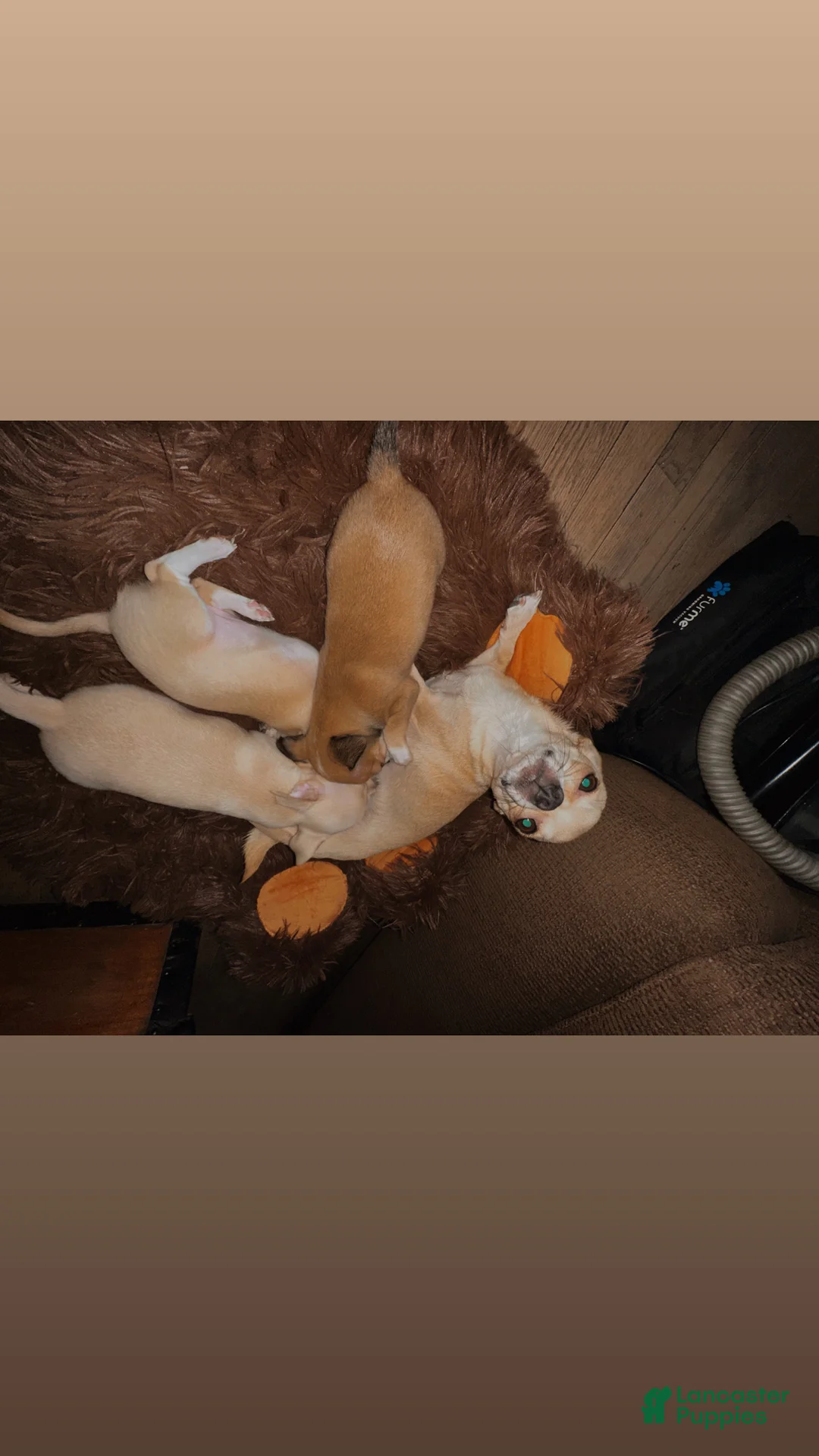 Chihuahua dogs for sale: Batova  - Ad 8