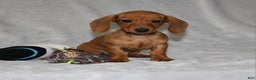 Miniature Dachshund dogs for sale: Chole - Ad 2