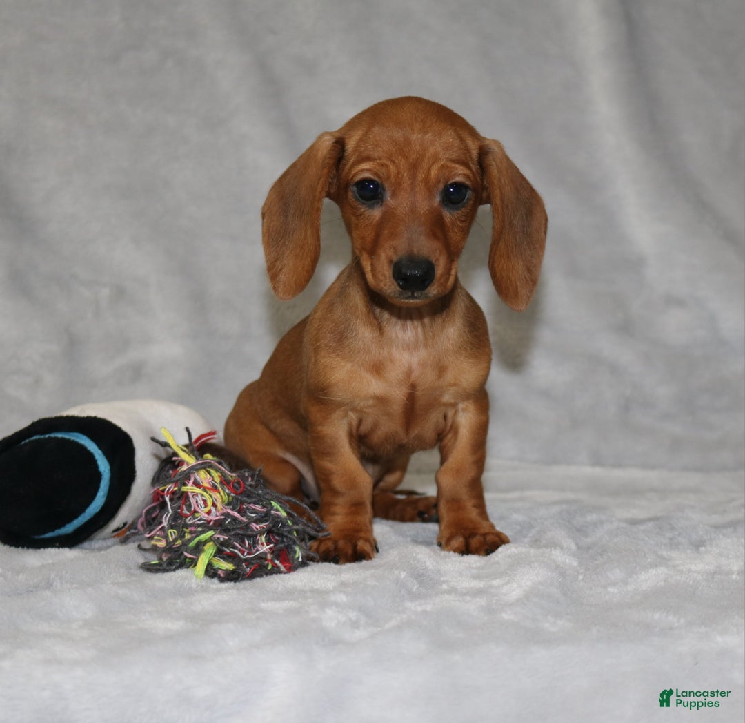 Miniature Dachshund dogs for sale: Chole - Ad 2