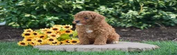 Toy Poodle dogs for sale: Philp - Ad 2