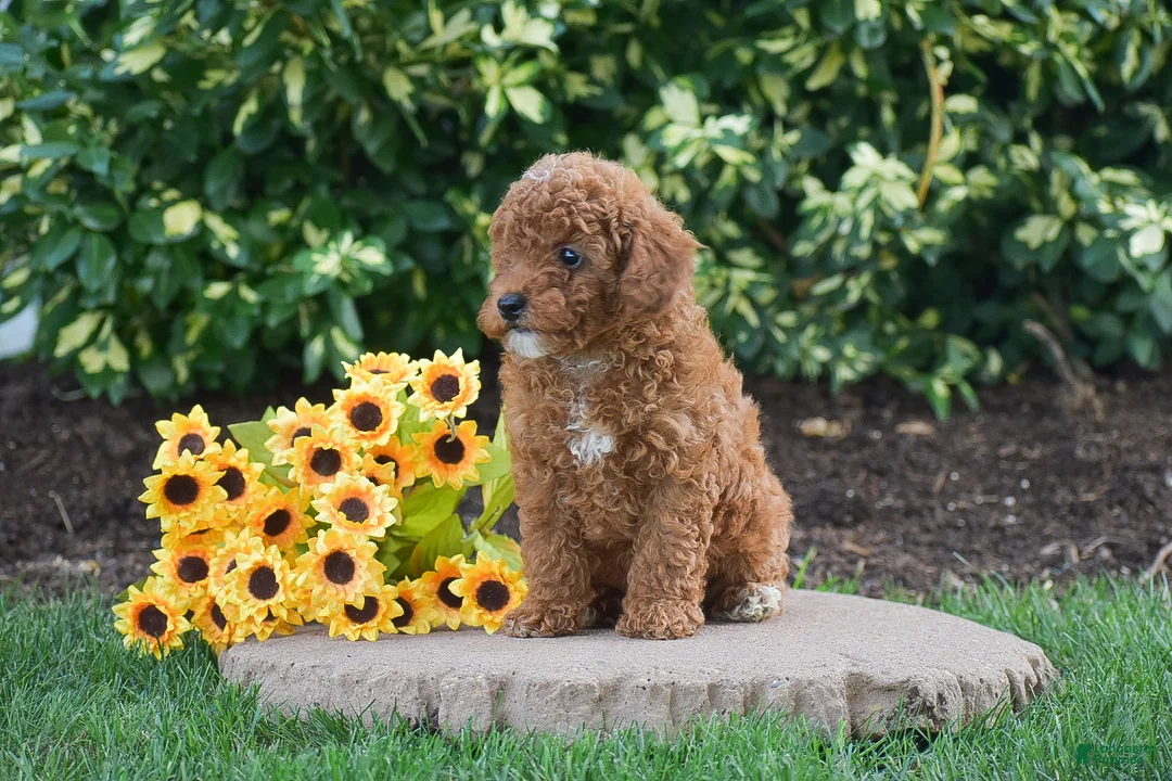 Toy Poodle dogs for sale: Philp - Ad 2