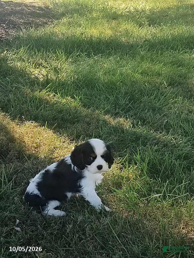 Cavalier King Charles Spaniel dogs Mason - Ad 2