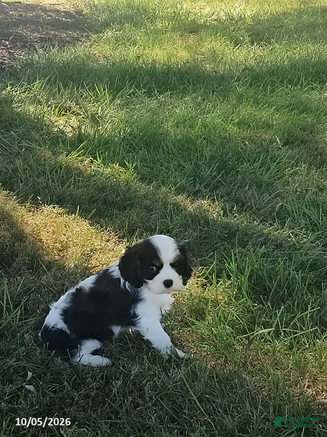 Cavalier King Charles Spaniel dogs for sale: Mason - Ad 2