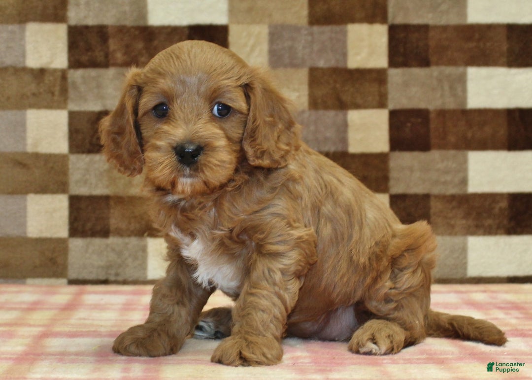 Cavapoo dogs for sale: Fairy - Ad 1
