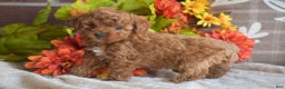 Miniature Poodle dogs for sale: Sheila - Ad 7