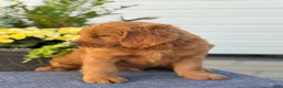 Goldendoodle dogs for sale: Tripp - Ad 5