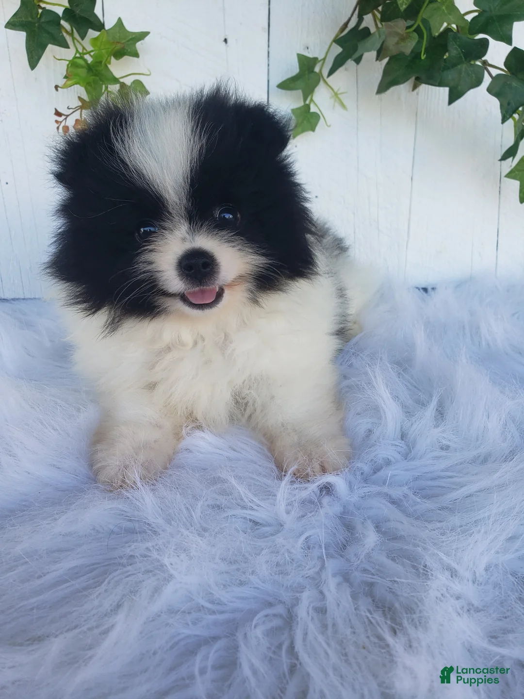 Pomeranian dogs for sale: Willa  - Ad 1