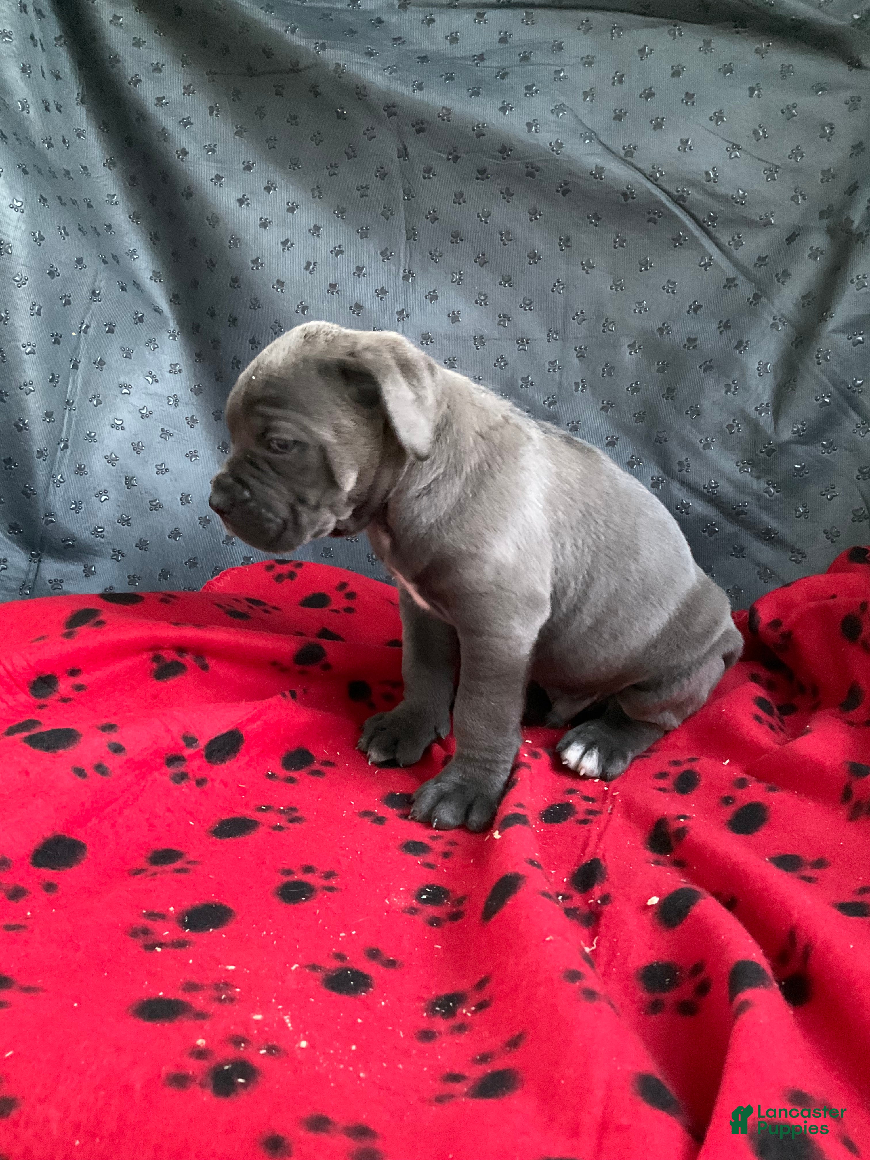 Cane Corso dogs Cane Corso 3 - Ad 2