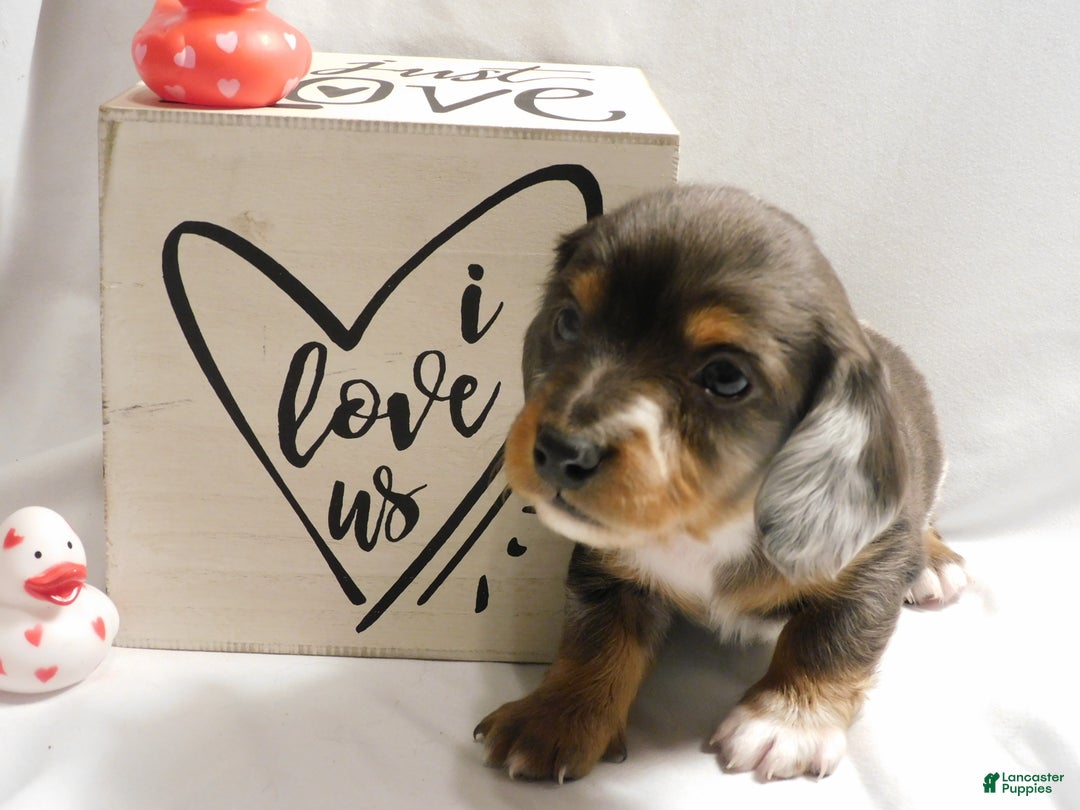 Miniature Dachshund dogs for sale: LMA's ChampionDoxie Snoop Dogg - Ad 21