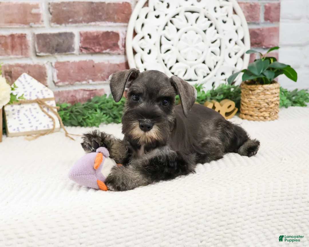 Miniature Schnauzer dogs for sale: Kanga  - Ad 2