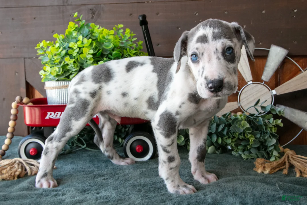 Great Dane dogs for sale: Buddy - Ad 1