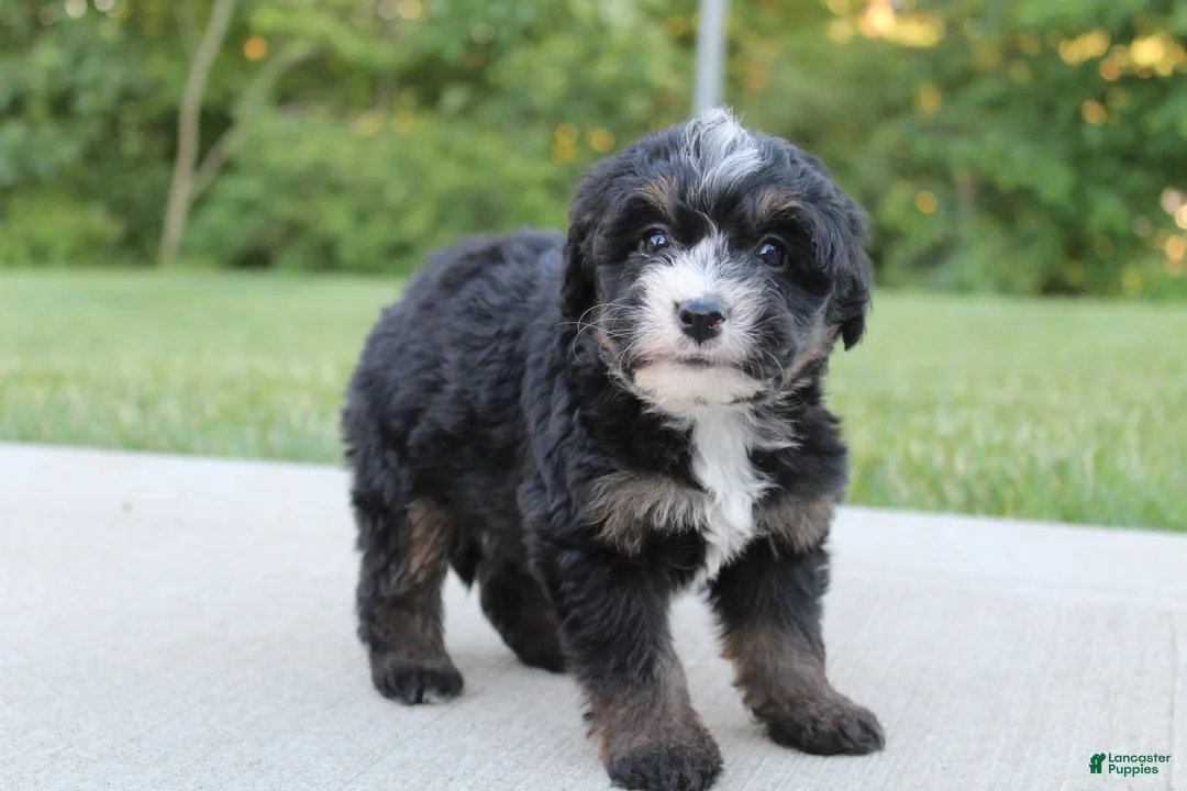 Mini Bernedoodle dogs for sale: Bess - Ad 2