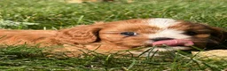 Cavapoo dogs for sale: Chestnut  - Ad 6