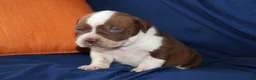 American Bully dogs for sale: JAR JAR BINKS - Ad 2