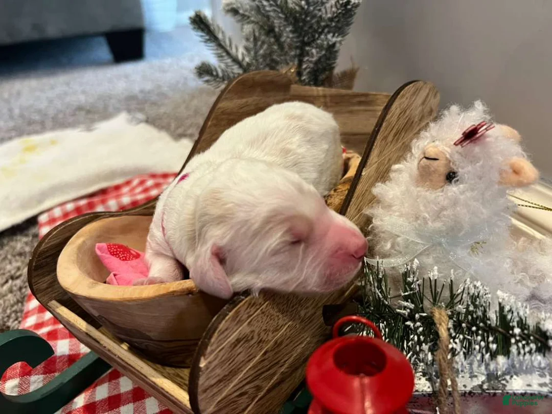 Goldendoodle dogs for sale: cotton candy - Ad 1