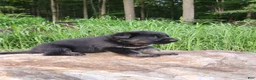 German Shepherd dogs for sale: German Shepherd 7 Trek - Ad 4