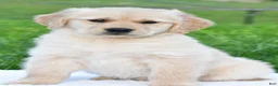 Golden Retriever dogs for sale: Diesel - Ad 3