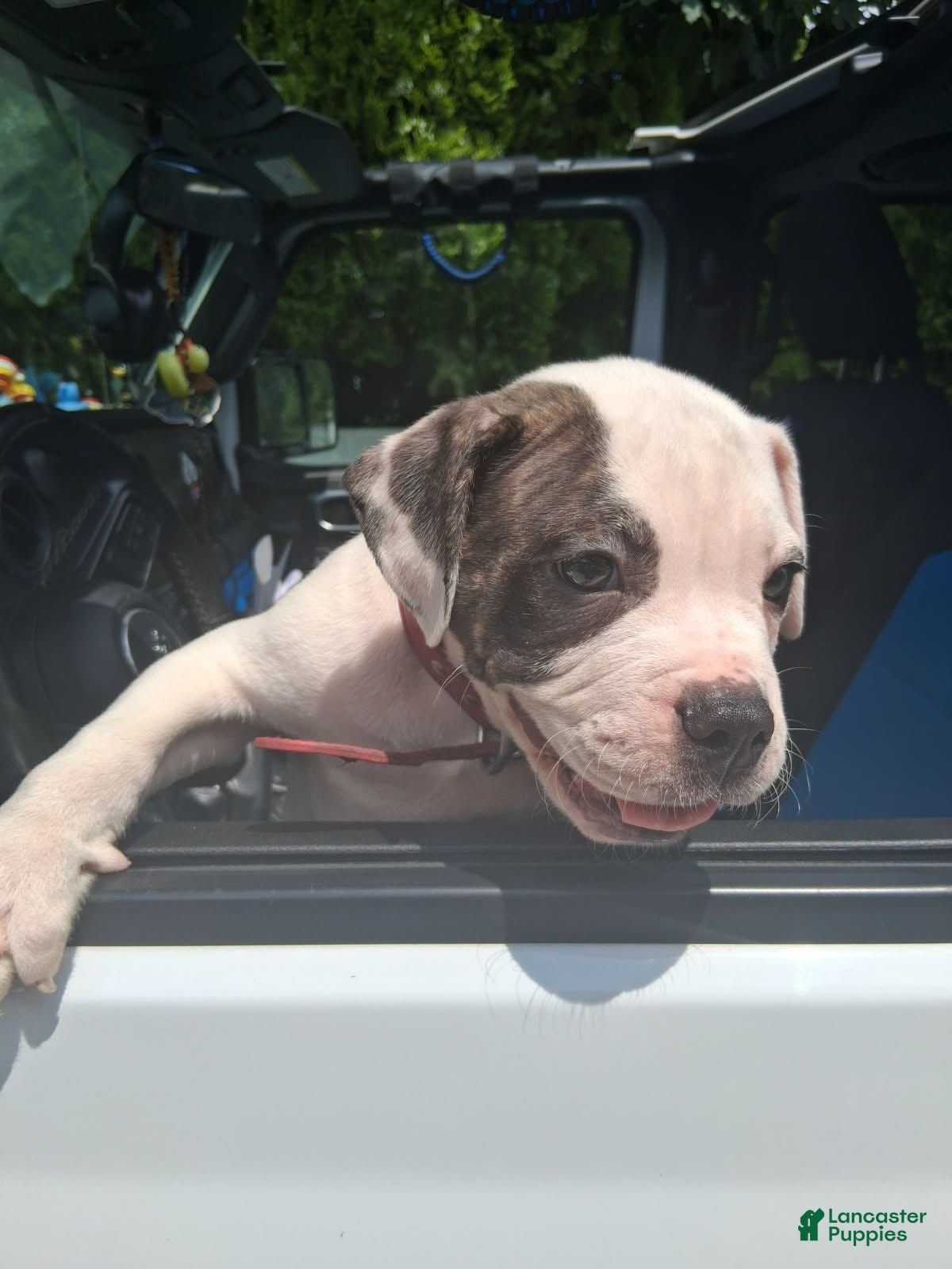 American Bulldog dogs American Bulldog 4 - Ad 11