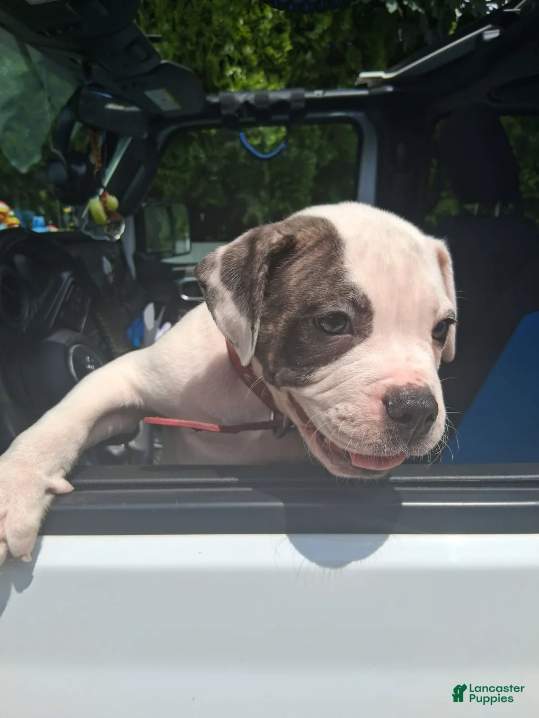 American Bulldog dogs for sale: American Bulldog 4 - Ad 1