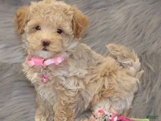 Havapoo dogs - Ad 5