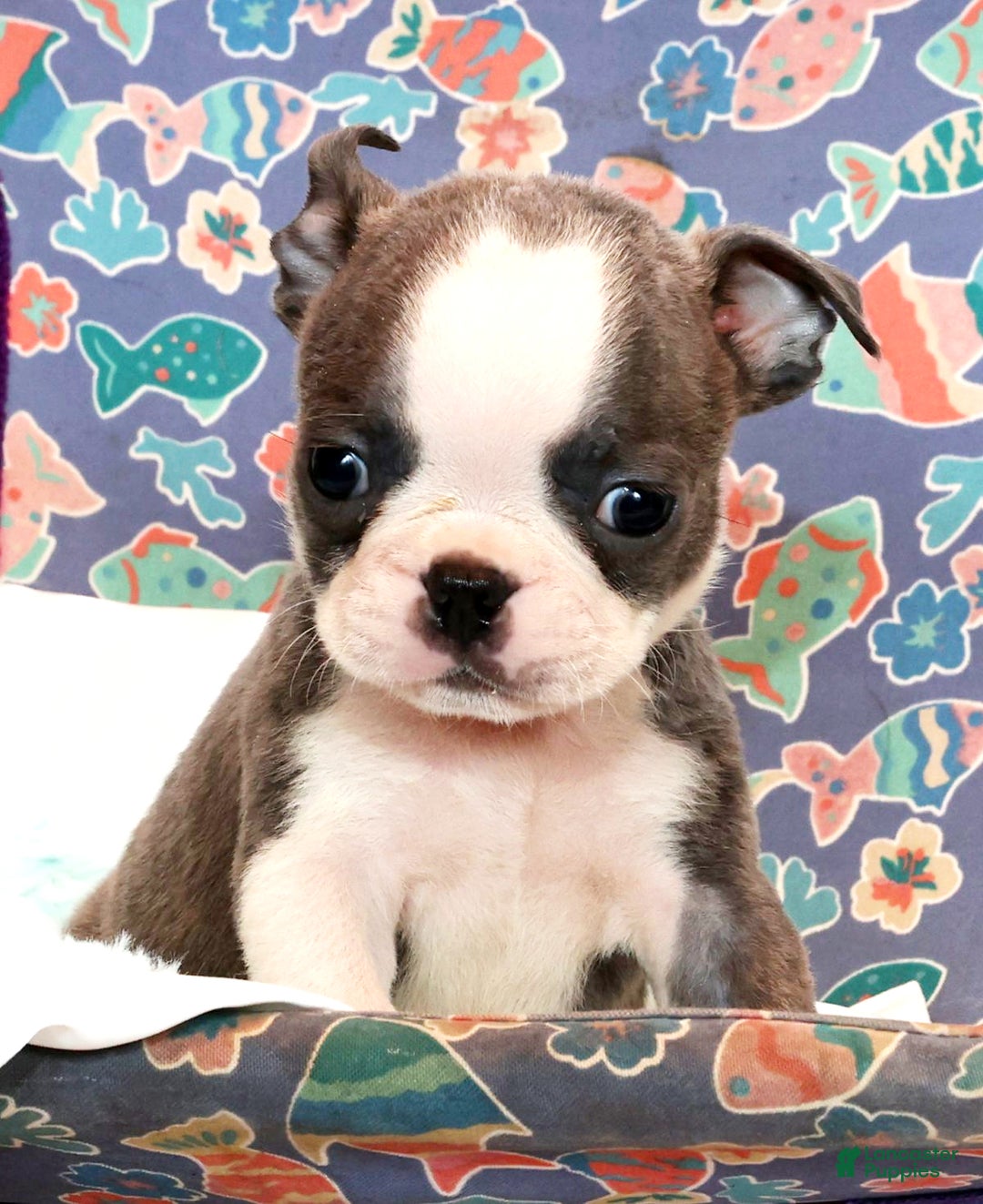 Boston Terrier dogs for sale: Snicker - Ad 7