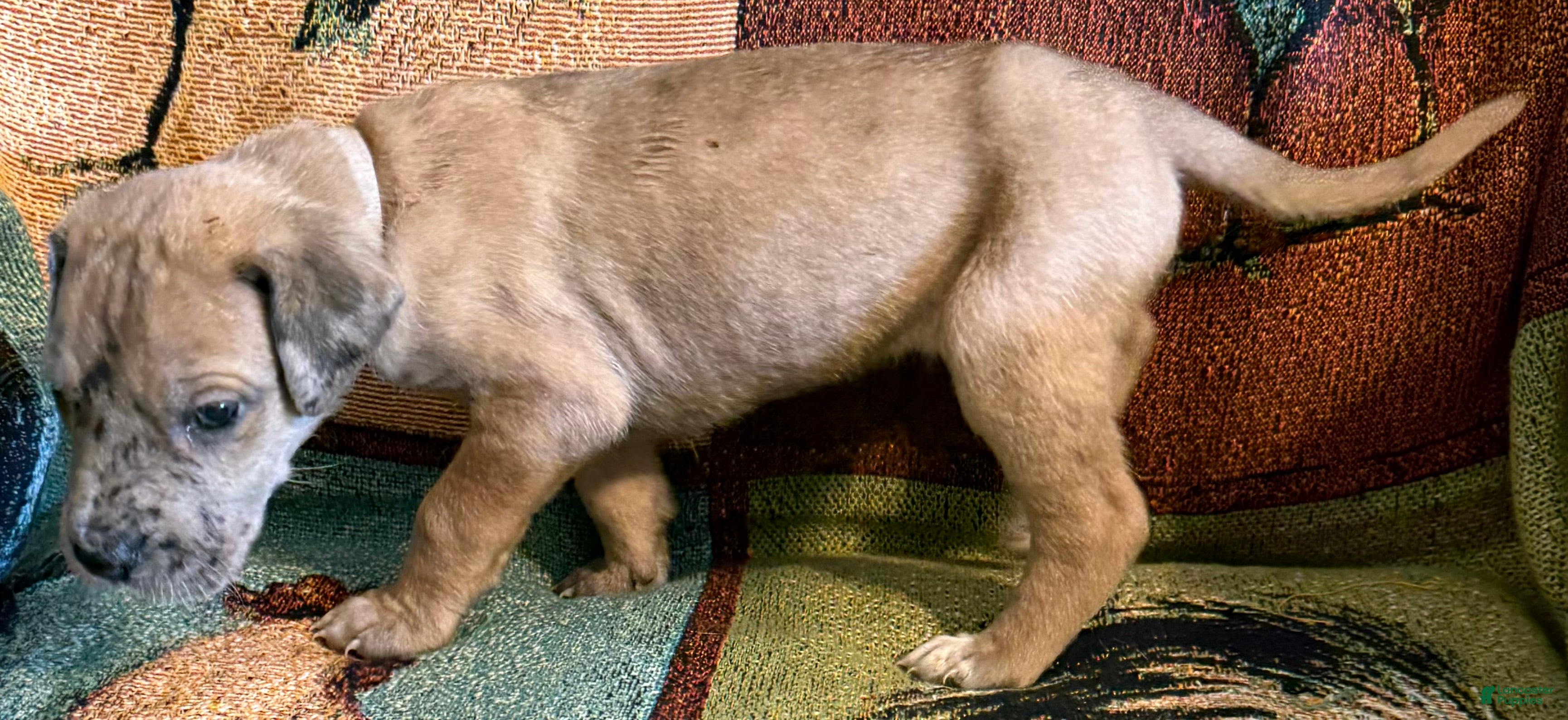Great Dane dogs Violet - Ad 18
