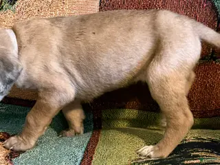 Great Dane dogs Violet - Ad 13