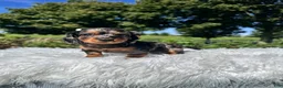 Miniature Dachshund dogs for sale: Carly  - Ad 7