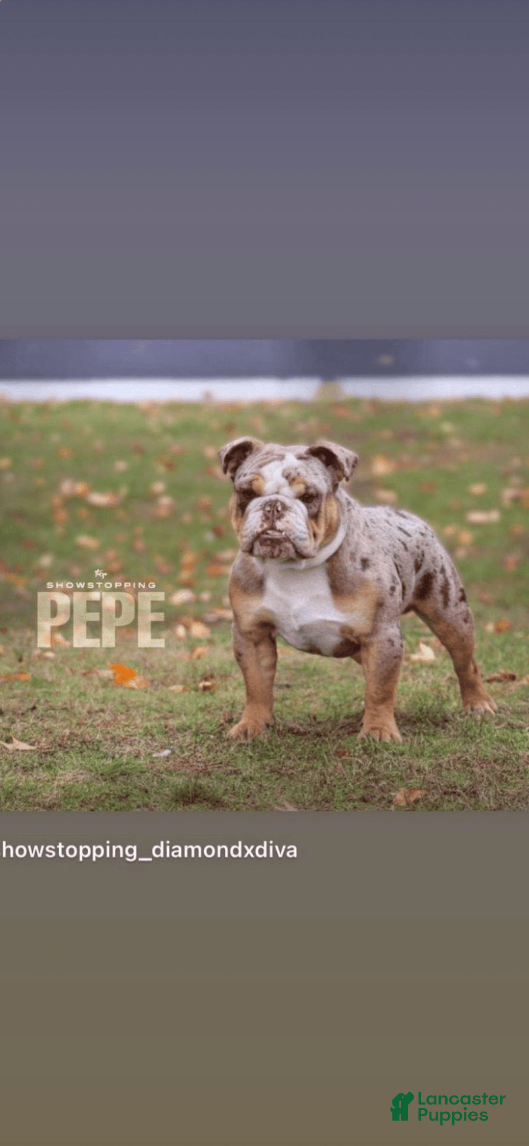 English Bulldog dogs for stud: ENTITLED BULLIES - Ad 2