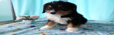 Mini Bernedoodle Puppy 3 Brewster