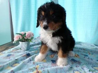Mini Bernedoodle dogs Mini Bernedoodle Puppy 3 Brewster - Ad 37