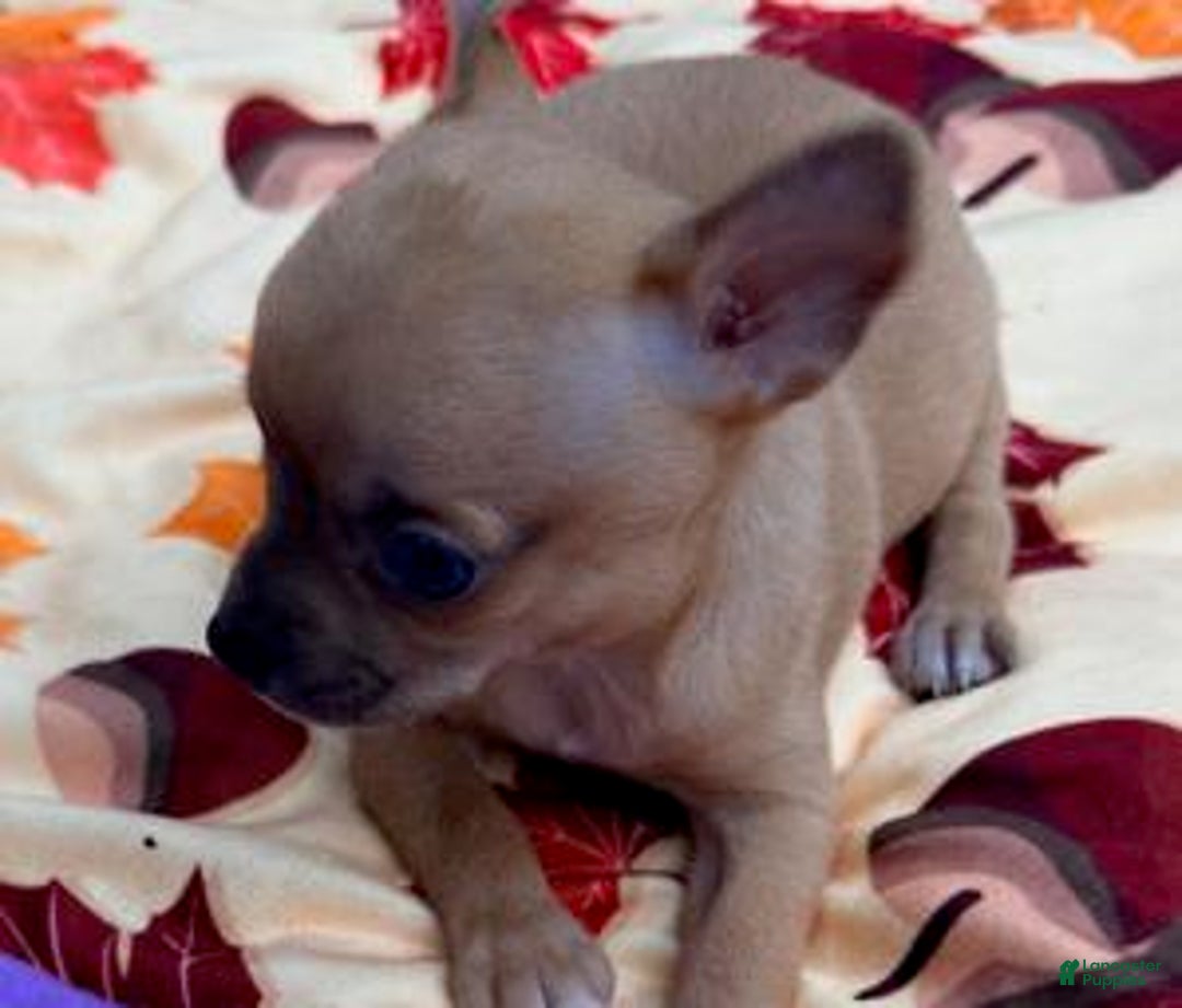 Chihuahua dogs for sale: Buddy - Ad 1