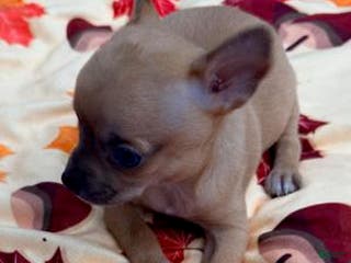 Chihuahua dogs Buddy - Ad 9