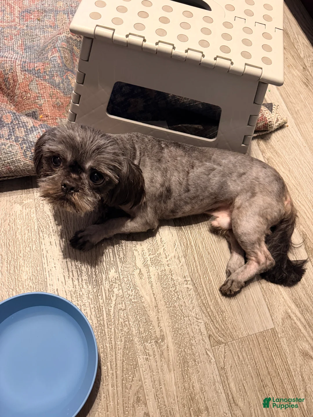 Shih Tzu dogs for sale: Ash - Ad 2