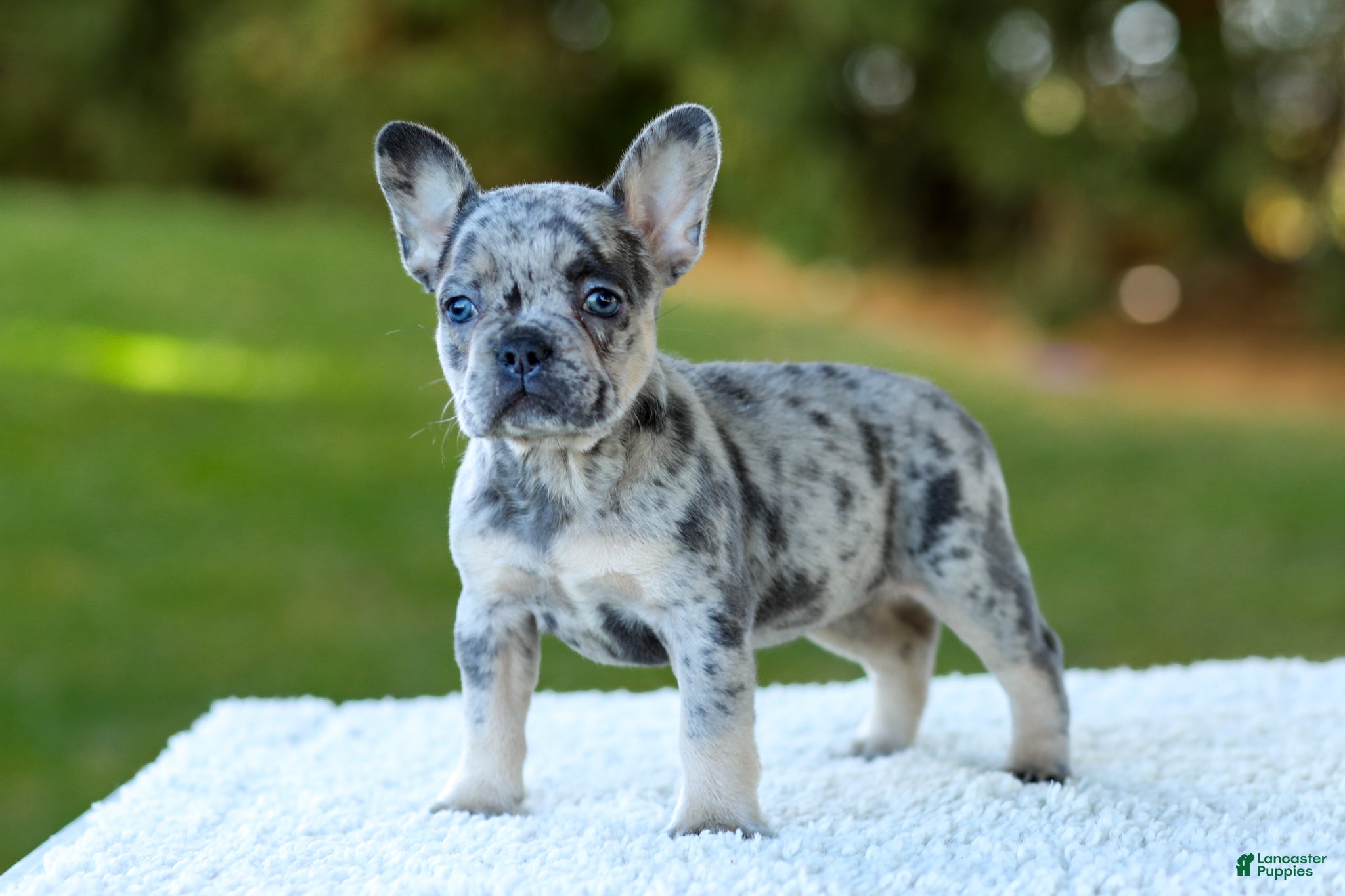 French Bulldog dogs for sale: Cupcake - Blue Merle - Ad 1