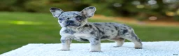 French Bulldog dogs for sale: Cupcake - Blue Merle - Ad 1