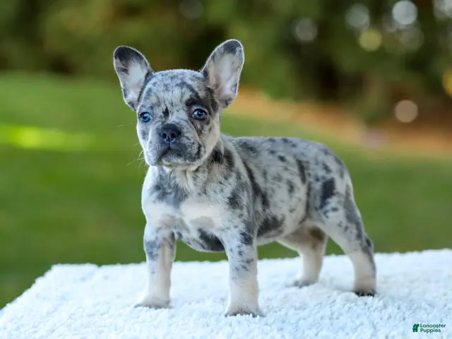 French Bulldog dogs for sale: Cupcake - Blue Merle - Ad 1