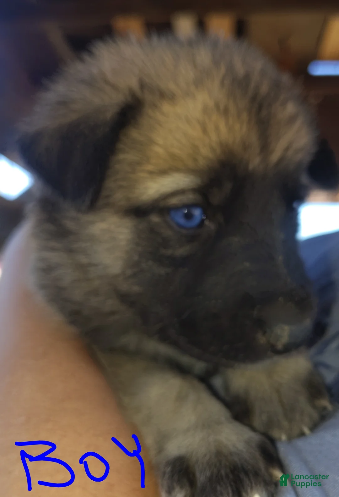 Mixed Breed dogs for sale: Mixed Breed 1 - Ad 1