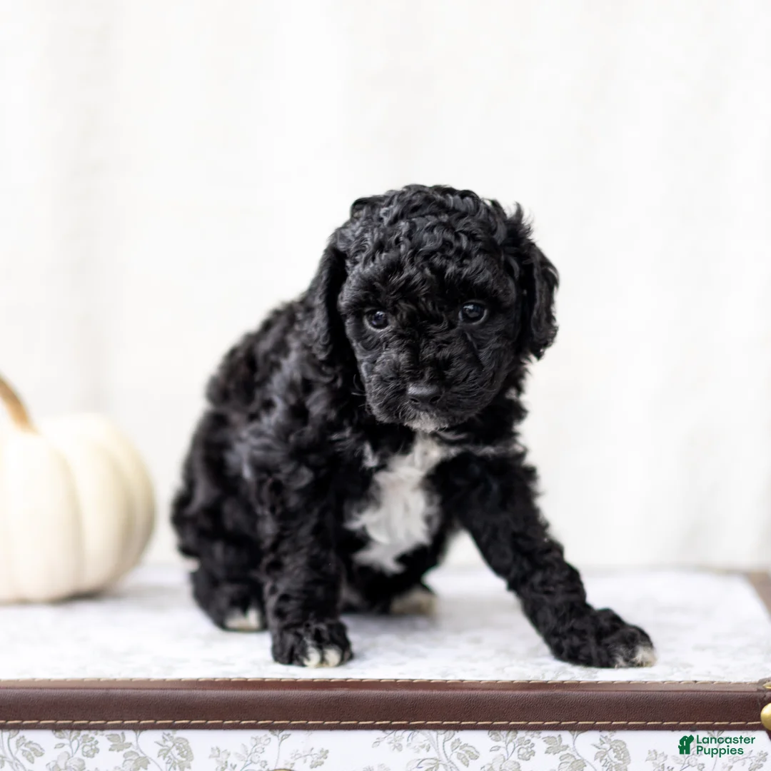 Mini Goldendoodle dogs for sale: Chido - Ad 2