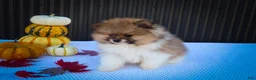 Pomeranian dogs for sale: Marco💙 - Ad 11