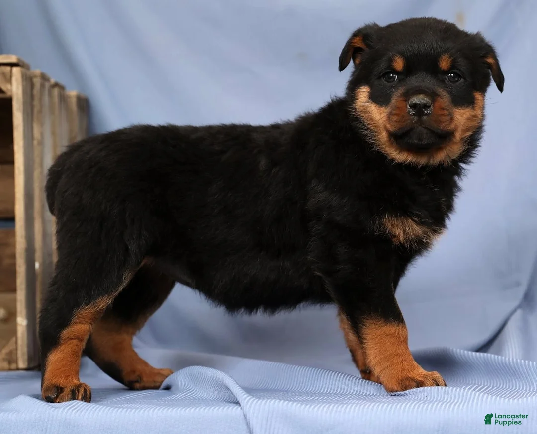 Rottweiler dogs for sale: Lucy - Ad 3
