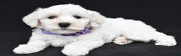 Maltipoo dogs for sale: Bridget - Ad 6