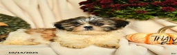 Shihpoo dogs for sale: Callie - Ad 3